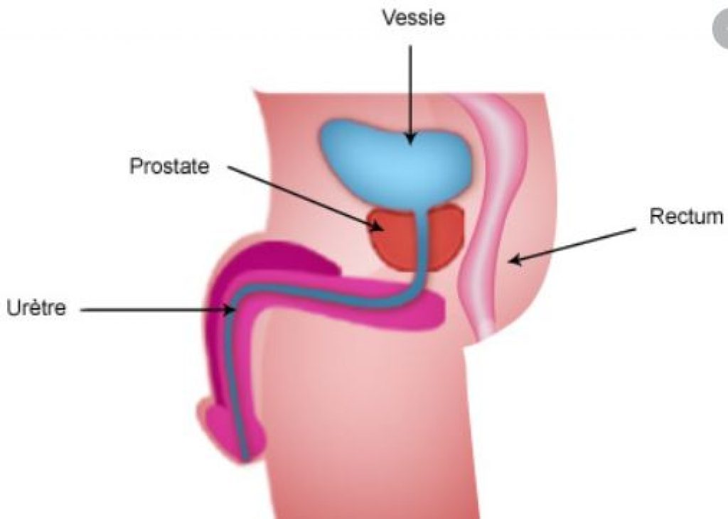 prostate ou c'est