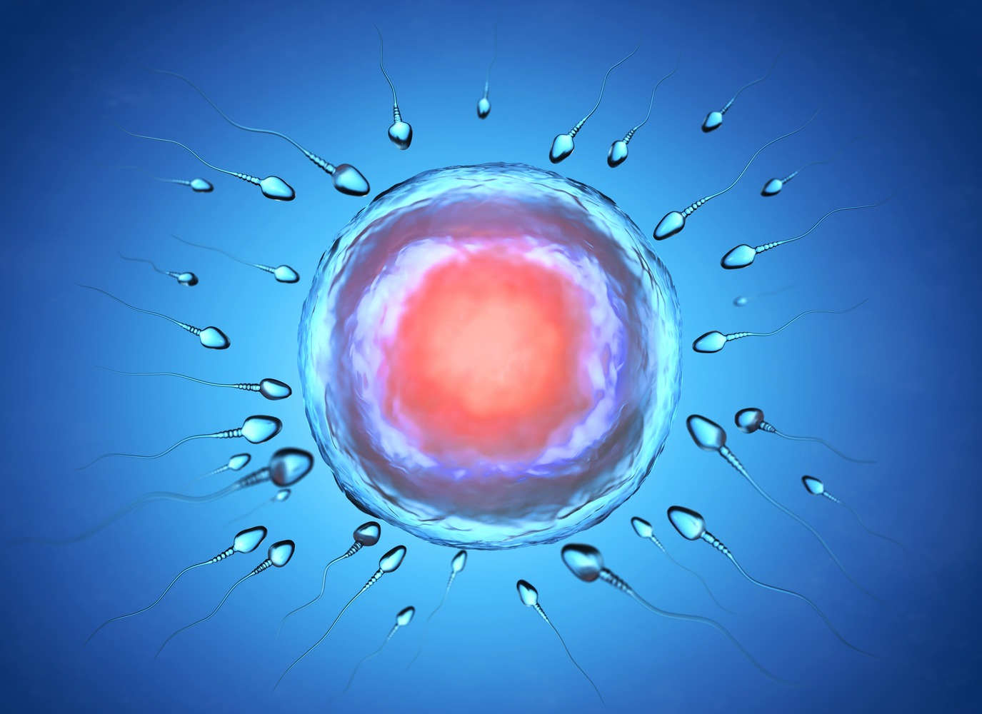 illustration-of-sperm-and-egg-cell-W45AXN8