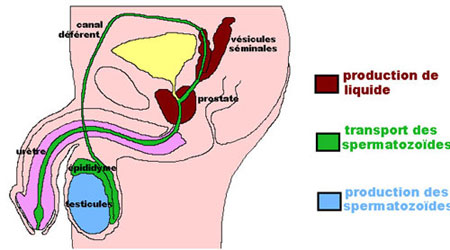 schéma éjaculation