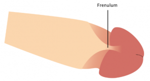 frenulum